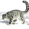 Team Page: Cedar Valley Snow Leopards